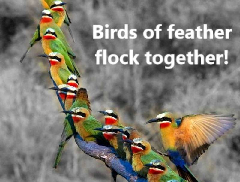 BIRDS OF FEATHER FLOCK TOGETHER! VALID FOR N.E.O.PEOPLE!